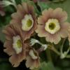 Auricula Old Pink Dusty Miller - Abriachan Nurseries, The Garden On Loch Ness
